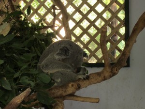 IMG 2582