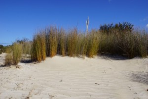 DSC01844 